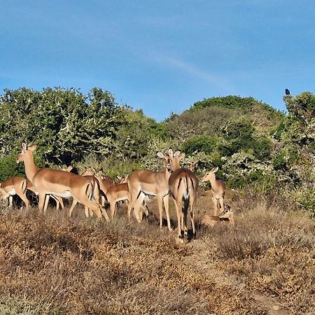 Harmony Luxury Tents & Safari Addo Exterior photo