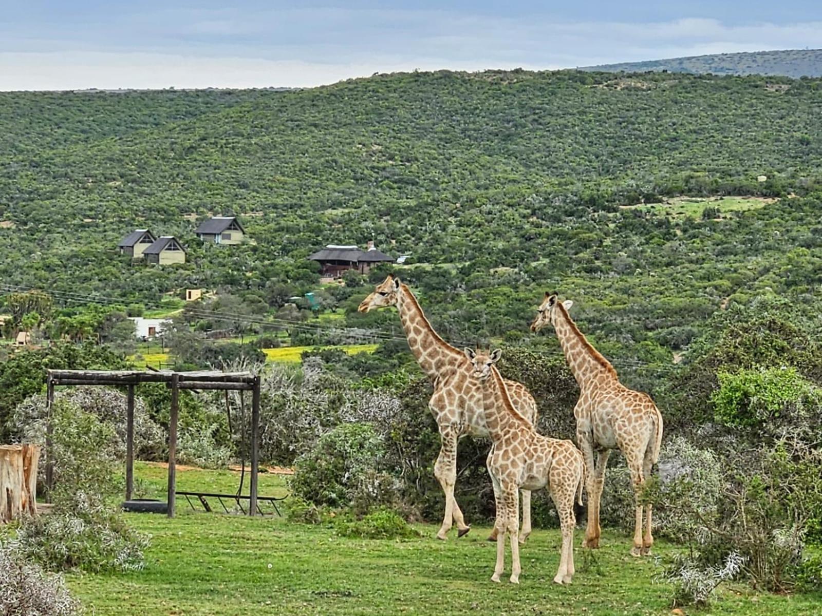 Harmony Luxury Tents & Safari Addo Exterior photo